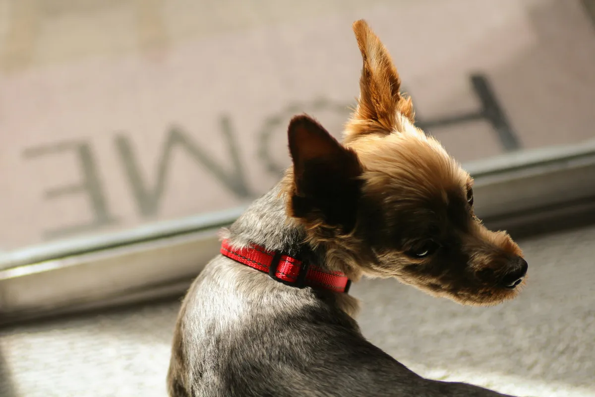 A small brown and black dog sitting beside a sunlit window, looking outside